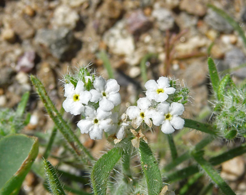 Unknown wildflower Borrego Springs CA