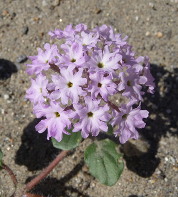 Desert Sand Verbena (Abronia villosa)