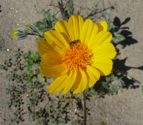 Desert Sunflowers (Geraea canescens)