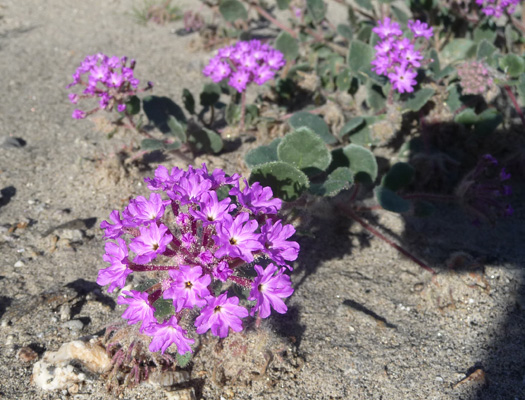 Desert Sand Verbena (Abronia villosa)