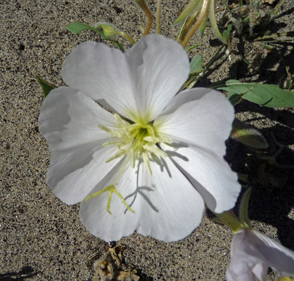 Dune Primrose Hendersen Road Borrego Springs