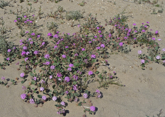 Desert Sand Verbena