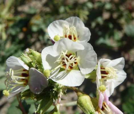 Brown-eyed Primroses (Camissonia claviformis)