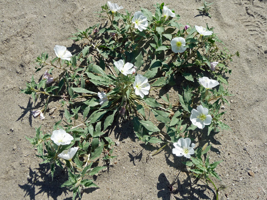 Dune Primrose Borrego Springs CA