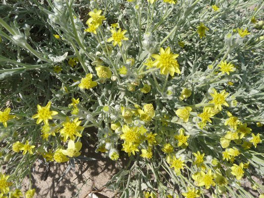 Wildflower along Hendersen Road Borrego Springs