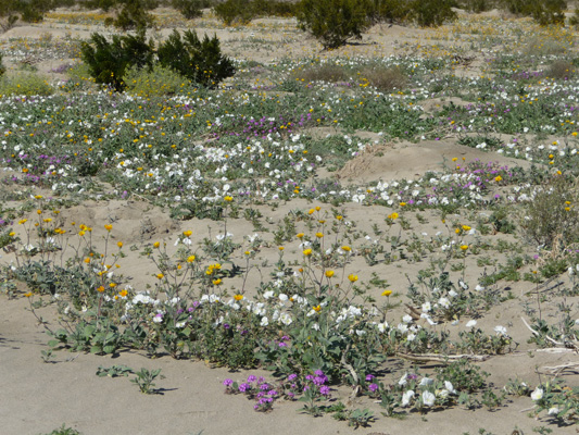 Wildflowers along Hendersen Road Borrego Springs