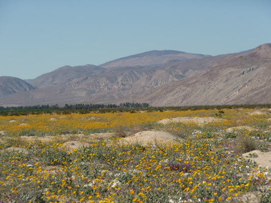 Wildflowers Hendersen Rd Borrego Springs