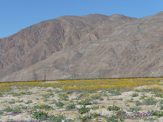 Wildflowers along Hendersen Rd Borrego Springs