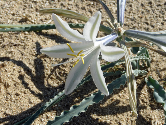 Desert Lily Borrego Springs