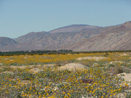 Wildflowers along Hendersen Rd Borrego Springs