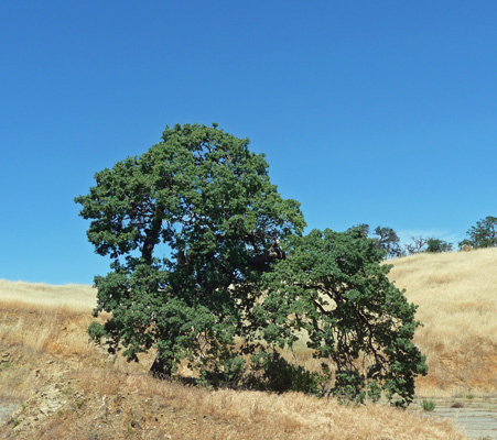 Live Oaks Dinosaur Pt Rd Pacheco Pass, CA