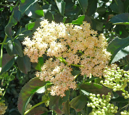 Blue Elderberries (Sambucus mexicana)