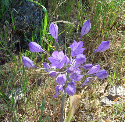 Grass Nut (Triteleia laxa)