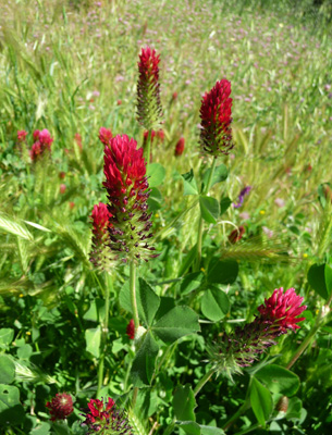 Crimson Clover (Trifolium incarnatum)