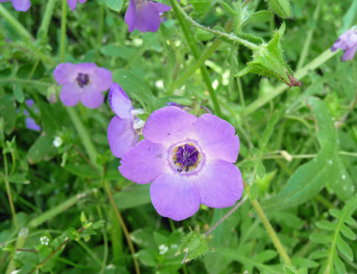 Blue Fiesta Flowers (Pholistoma auritum)