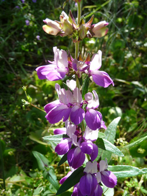 Purple Chinese Houses (Collinsia heterophylla)