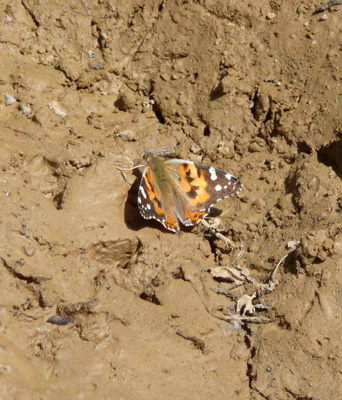 Butterfly in mud