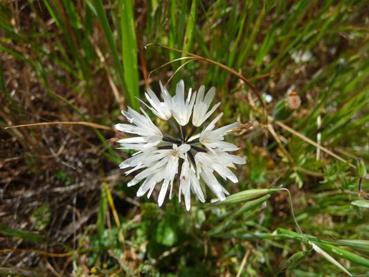 Blow Wives (Achyrchaena mollis).