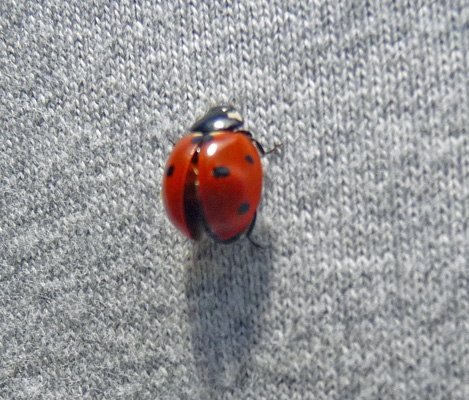 Ladybug