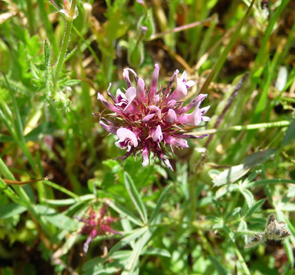 Purple Sanicle (Sanicula bipinnatifida)