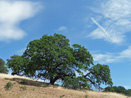 CA Live Oak Pacheco State Park