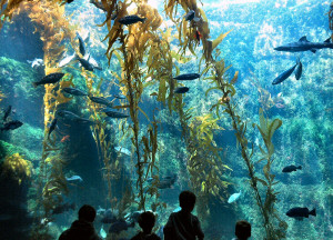 Birch Aquarium Kelp Forest