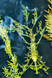 Sea Dragons at Birch Aquarium