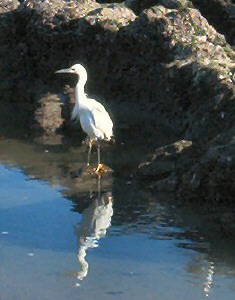 Snowy Egret Carpentaria, CA