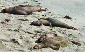 Elephant seals and baby "weaners"