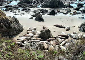 Elephant Seals