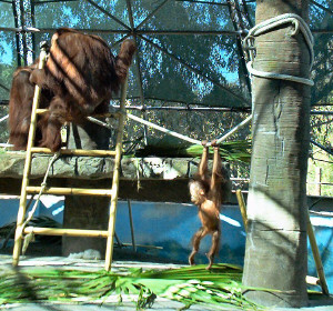 Orangs at Phoenix Zoo