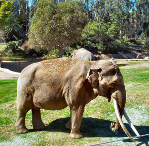 San Diego Wild Animal Park Elephant