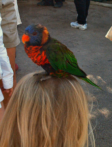 San Diego Wild Animal Park Lorikeet