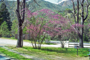 Redbuds in El Portal Campground