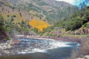 Merced River with poppies