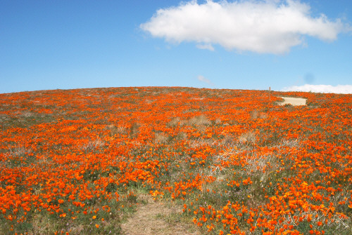 Poppies in Lancaster