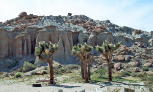 Joshua Trees at Redrock State Park CA