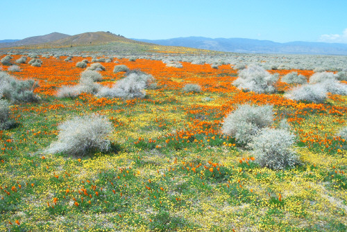 Poppies and field of gold along the road