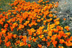 California Poppies