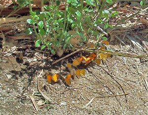 Butterflies at Cottonwood Oasis