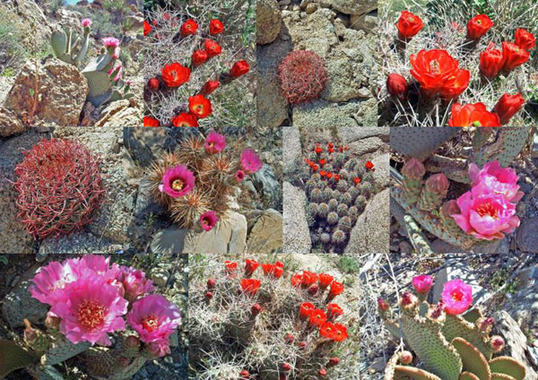 Cactus Montage