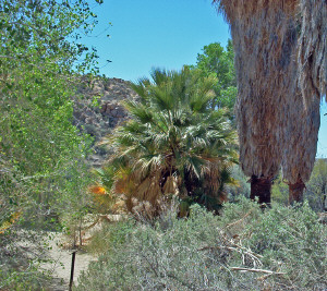 Cottonwood Oasis Trail