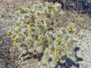 Cholla Flowers