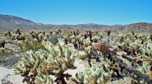 Cholla Garden