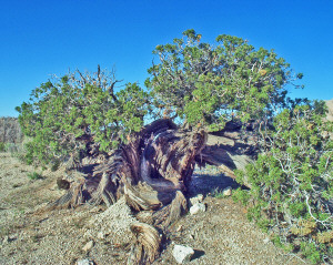 Old Juniper Tree