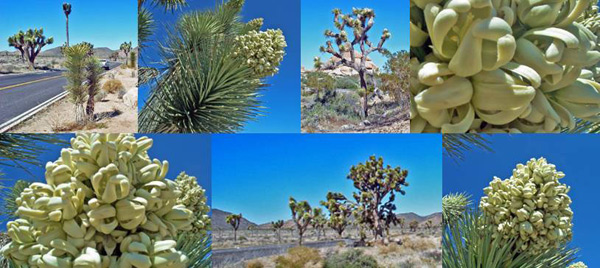 Joshua Tree Montage