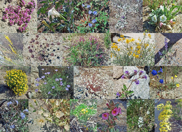 Wildflower Montage