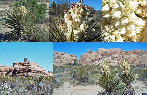 Yucca Montage