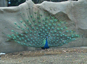 Peacock at San Diego Zoo