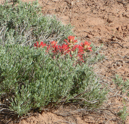 Desert Paintbrush